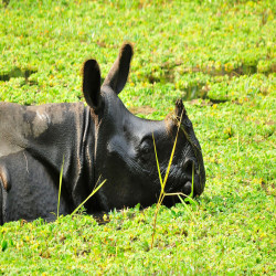 Chitwan National Park